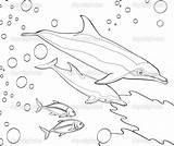 Coral Reef Dolphins Coloring Book Illustration Children Stock Illustrator Hft Depositphotos sketch template