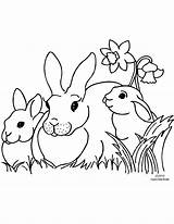 Rabbit Coloring Bunny Clipart Pages Rabbits Printable Daffodil Drawing Family Bunnies Running Easter Color Cartoon Clip Colour Daffodils Cliparts Gif sketch template