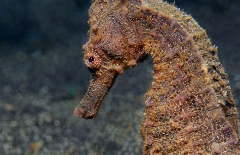 wanted    seahorses scuba diver life