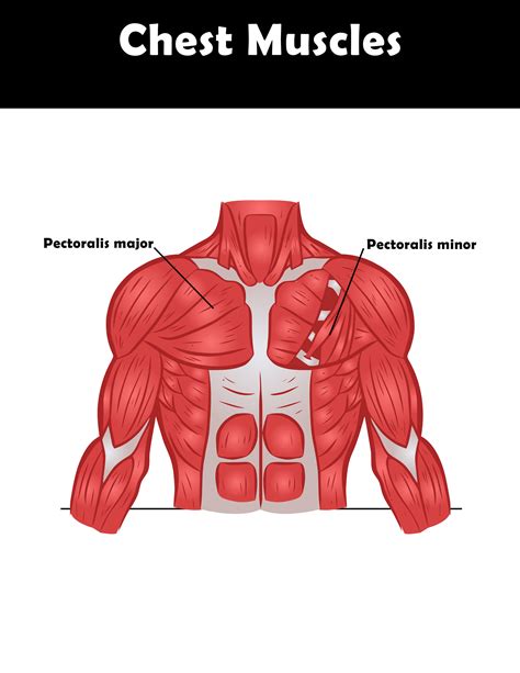 chest muscles diagram labeled anatomy chart  male biceps photograph