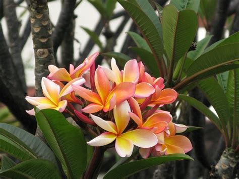 unusual tropical plants onszaden