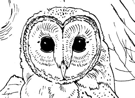 owl printable coloring pages printable templates