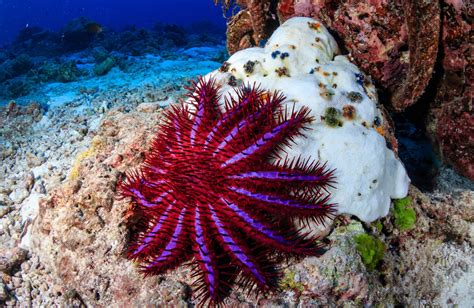 crown  thorns starfish stay   night  overindulge earthcom