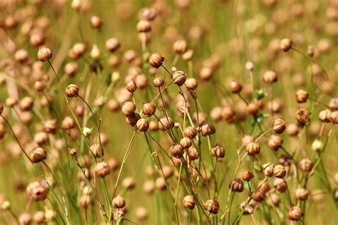 linseed brown kerikeri organic