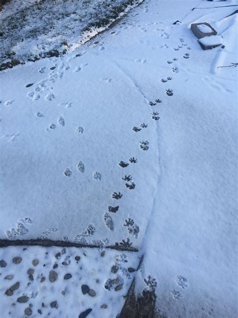 identification  tracks   snow  northwest indiana