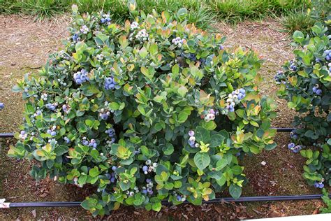 fertilize blueberry plants espoma