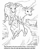 Coloring Farm Animals Pages Kids Cows Color Popular Print sketch template