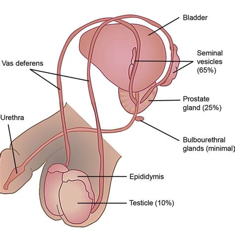 Cat Male Cat Anatomy Diagram