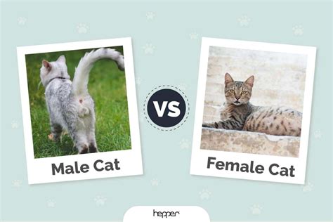 male  female cat key differences  pictures hepper
