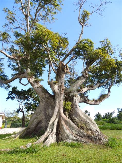 The Joy That Is Jamaica Jamaican At Heart Weird Trees Unique Trees