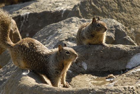 filepair  california ground squirrelsjpg wikimedia commons