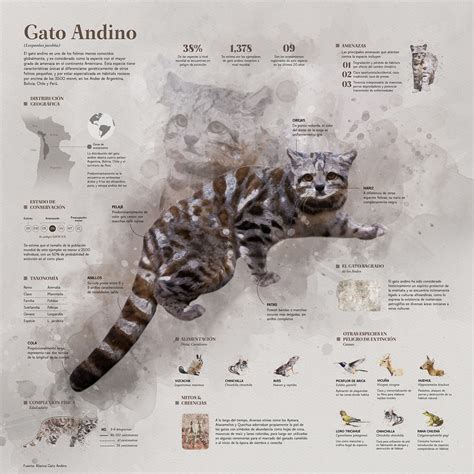 gato andino infographic behance behance