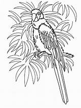 Coloring Pages Hawaiian Macaw Printable Hawaii Parrot Kids Birds Luau Sheets Bird Print Colouring Color Fun Adults Adult Theme Printables sketch template