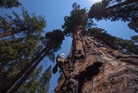 Climbing The World’s Biggest Tree Seqouiadendron Giganteum
