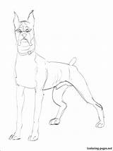 Boxer Coloring Dog Pages Getdrawings Getcolorings Drawing Color sketch template
