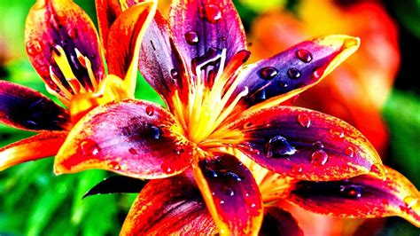 photo colorful flower artistic beautiful blooming