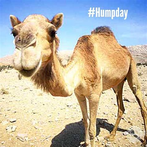 Happy Hump Day Camels Funny Hump Day Camel Wednesday