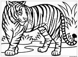 Sauvage Tigre Dans Imprimé sketch template