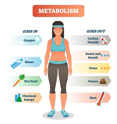 boost  metabolism