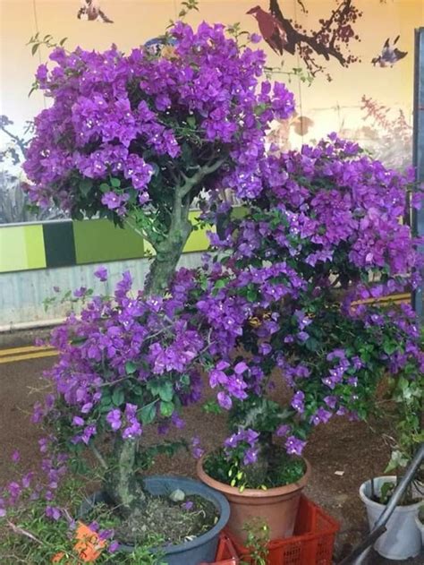 purple queen trees  plant bougainvillea tree plants