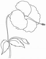 Hardy Hibiscus Giant Coloring sketch template