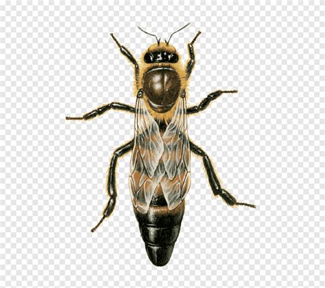 westerse honingbij queen bee beehive drone bijenkoningin en werkbij geleedpotige kunstmatige