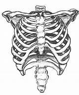 Skeleton Rib Cage Drawing Ribcage Human Anatomy Drawings Redbubble Sketches Sketch Stickers Bones Bone Getdrawings Arm Cool Choose Board Skeletons sketch template