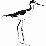 Necked Stilt Shorebird Grafis Panggung Bird Clipground Pinclipart I2clipart Prospect sketch template