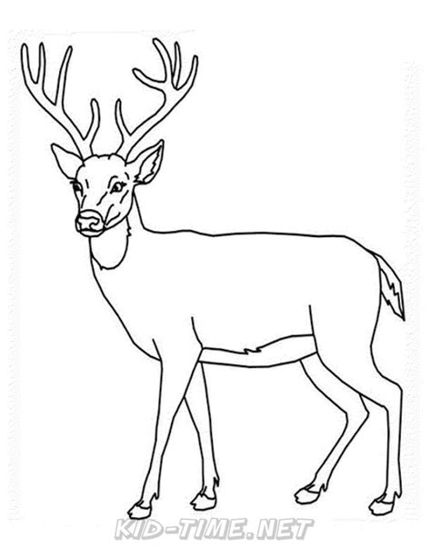 deer coloring pages  kids time fun places  visit