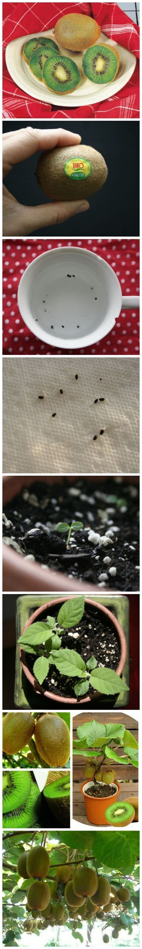 grow  kiwi plant  seed growing plants plants growing food
