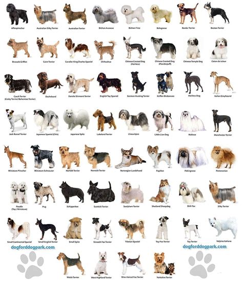 types  small dogs breeds