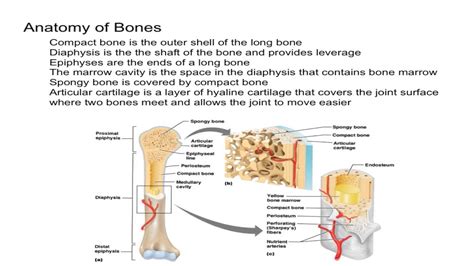 anatomy  bones youtube