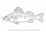 Perch Yellow Draw Drawing Step Fishes Tutorials Drawingtutorials101 sketch template