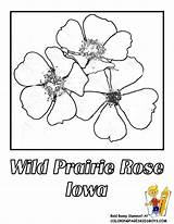 Flower State Iowa Coloring Pages Printable Prairie Wild Rose Flowers Visit Kids sketch template