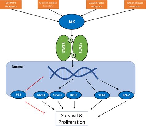 schematic   jakstat pathway  cancer cells    scientific