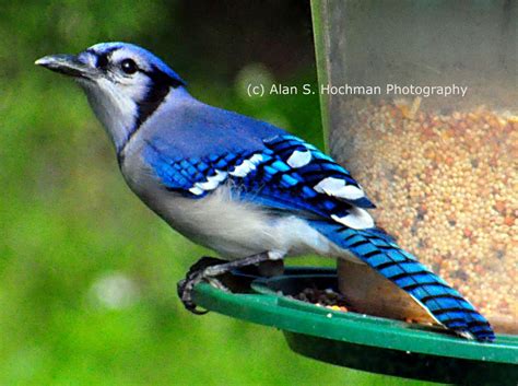 blue jay  bird feeder