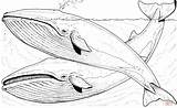 Ballenas Baleia Ballena Blauwal Desenhos Whales Orca Azules Baleine Blauwale Wale Desenhar Iceland Lapiz Jorobadas Atividades Gris Coloriages Humpback Kategorien sketch template