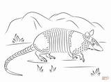 Armadillo Coloring Pages Nine Banded Drawing Printable Walks Tatou Un Coloriage Grass Walking Draw Drawings Armadilo Getdrawings Coloringbay Designlooter sketch template