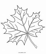 Coloring Leaf Pages Printable Maple Kids sketch template
