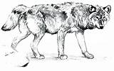 Wolf Coloring Pages Realistic Adult Adults sketch template