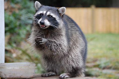 raccoons  allies family procyonidae inaturalistorg