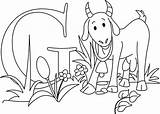 Goat Coloring Pages Preschooler Kid Learn Pregnant sketch template