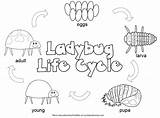 Cycle Life Coloring Pages Ladybug Color Bug Lady Kids Printable Plant Kid Chicken Clipart Crystalandcomp Preschool Colouring Library Lifecycle First sketch template