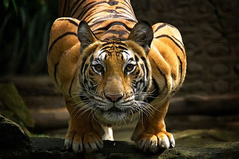 stunning pictures  tigers   mesmerize  planet custodian