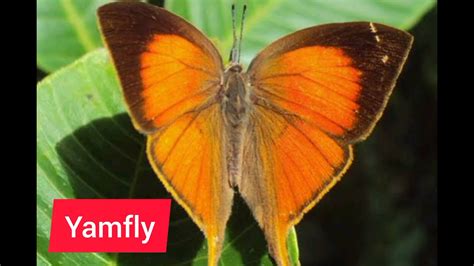 butterfly names youtube