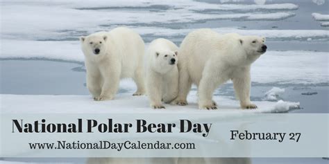 national polar bear day february  polar bear bear polar