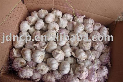 normal white garlicchina jindi price supplier food