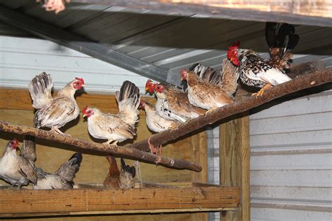 chickens  stock photo chickens   chicken coop