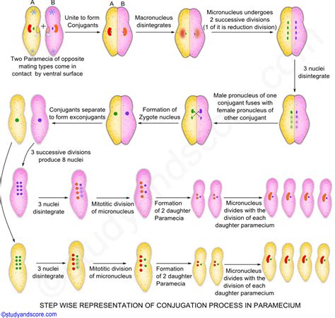 Phylum Protozoa Evolution Of Sex Sexual And Asexual Reproduction