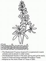 Bluebonnet Bonnets Effortfulg Kidzone sketch template